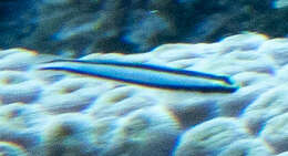 Image of Cleaner Goby