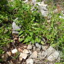 Image of Rumex tuberosus subsp. creticus Rech. fil.