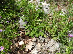 Image of Rumex tuberosus subsp. creticus Rech. fil.