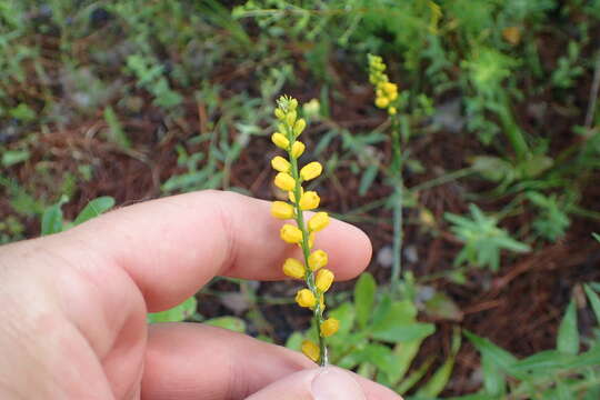 Image of golden colicroot