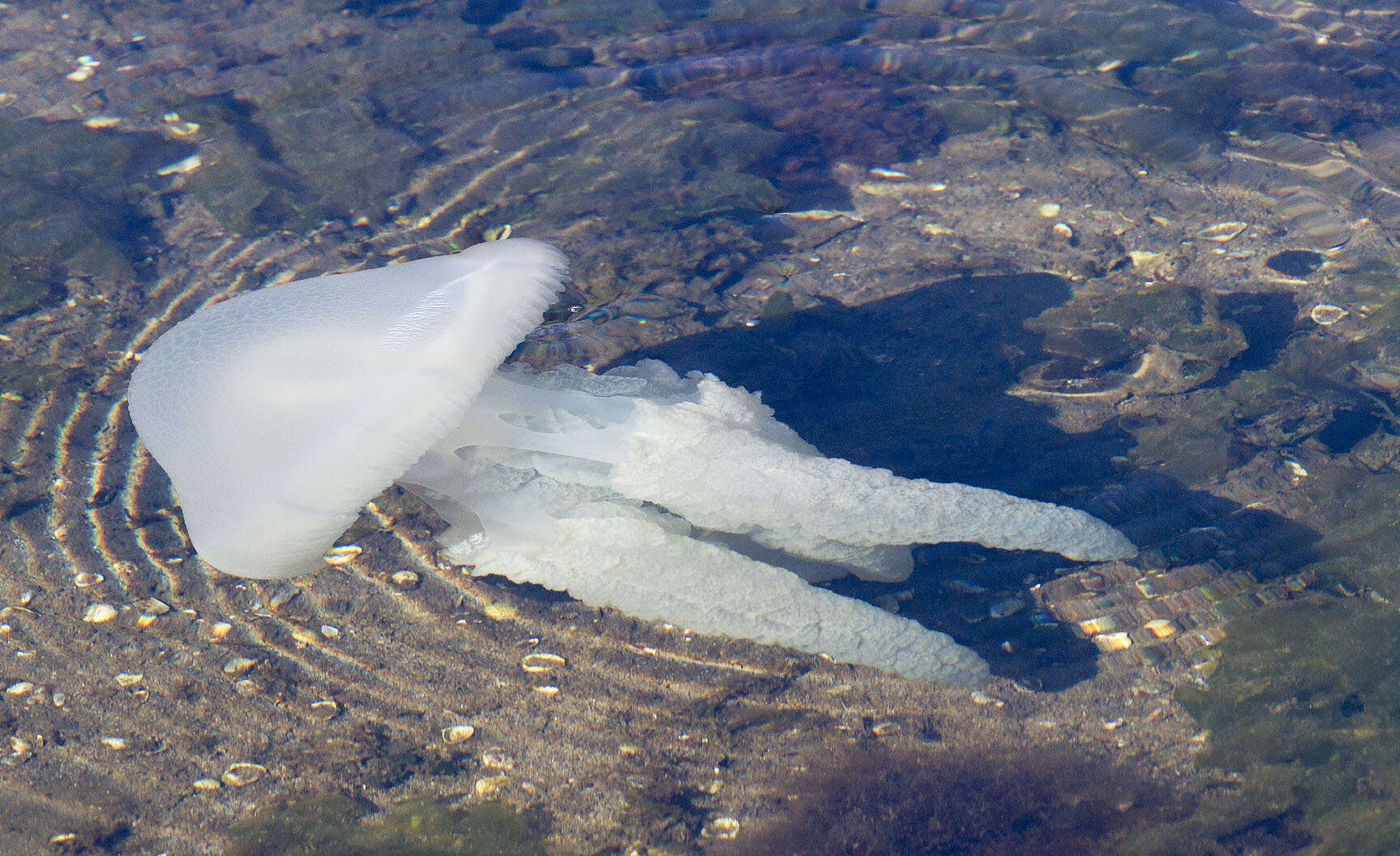 Image of Jelly Blubber