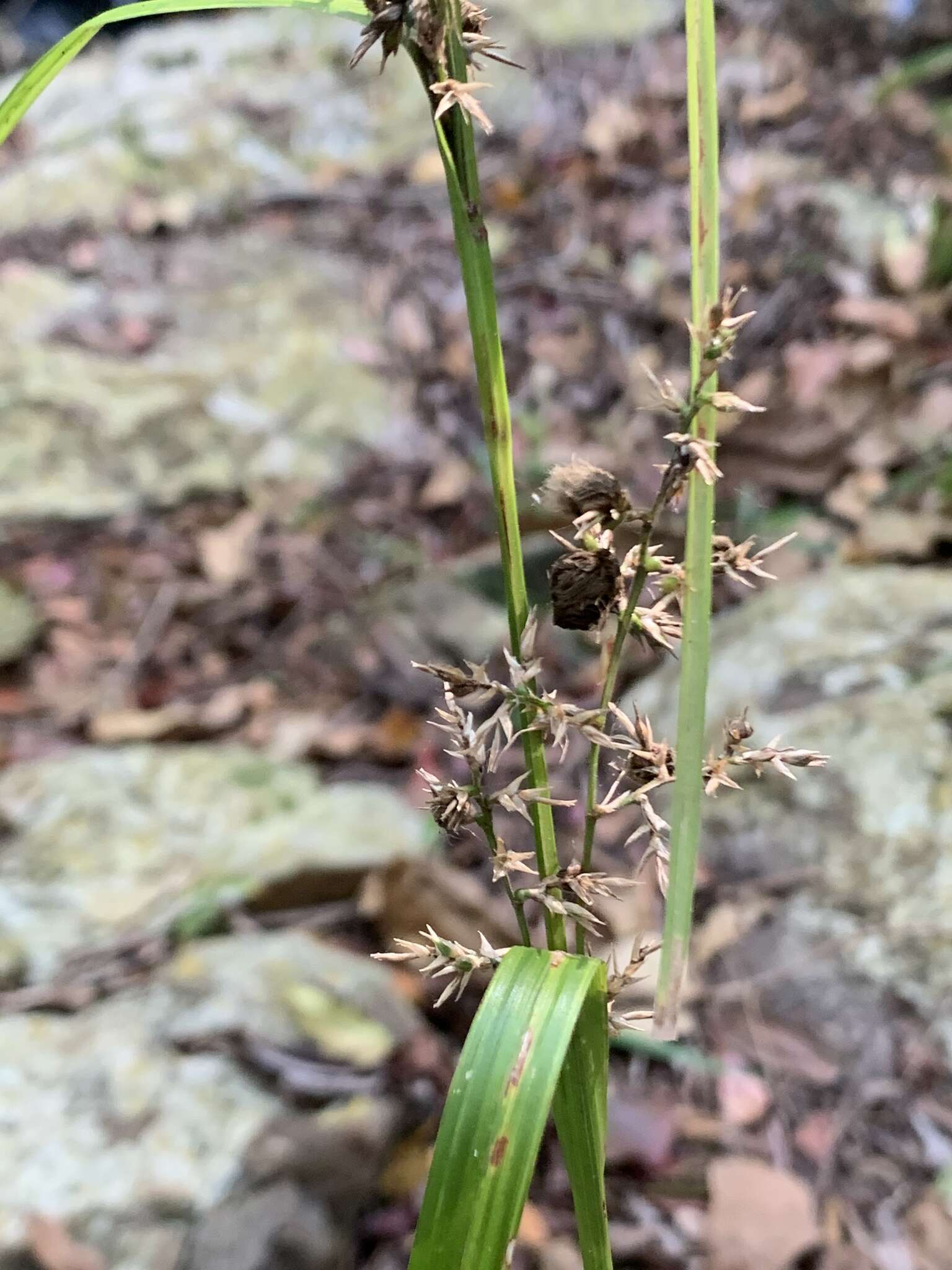 Image of Carex spicatopaniculata Boeckeler ex C. B. Clarke