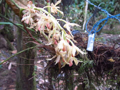 Image of Xylobium leontoglossum (Rchb. fil.) Benth. ex Rolfe