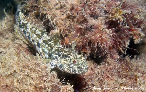 Image of Frayedfin goby