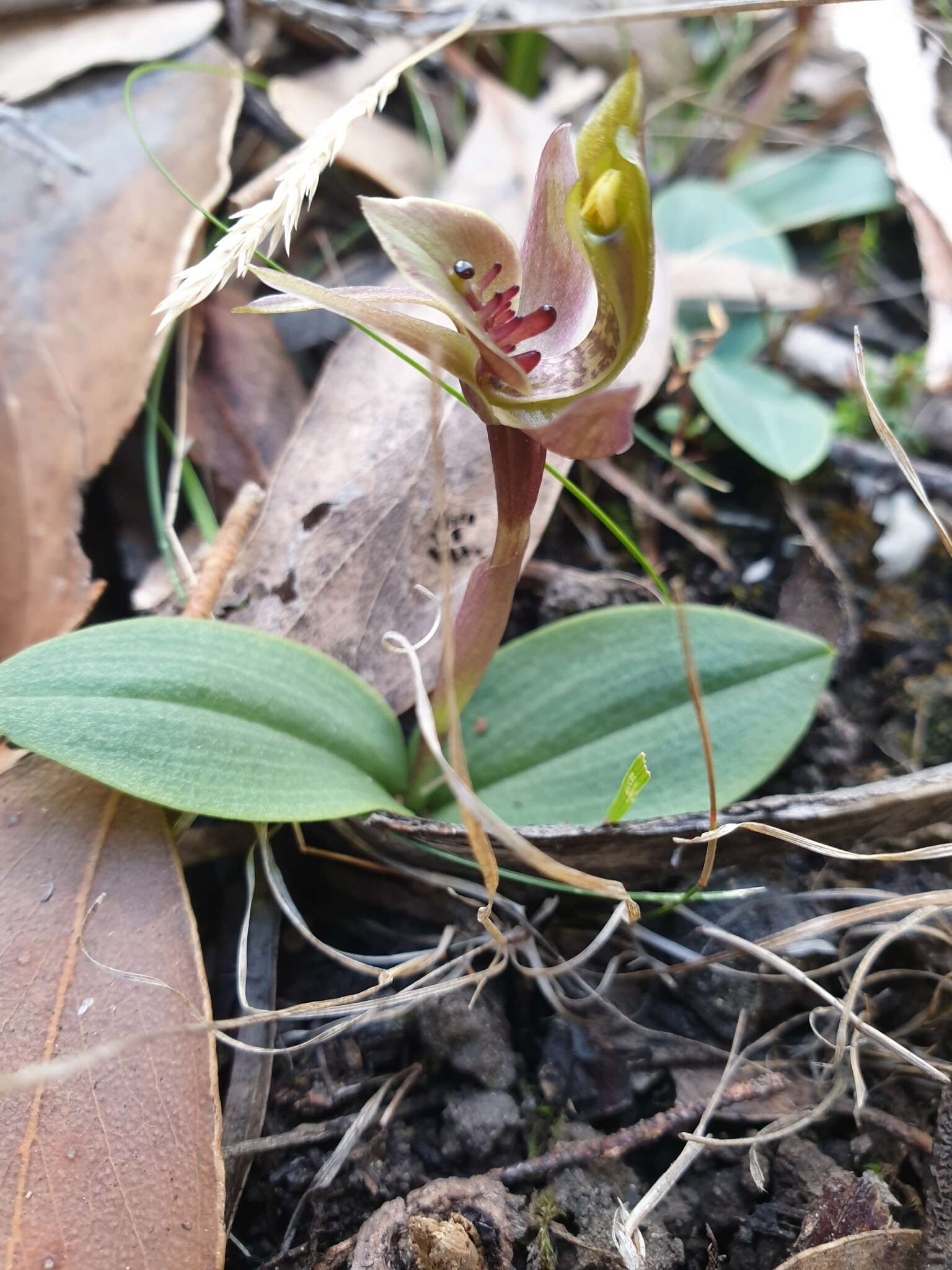 Image of Three-horned bird orchid