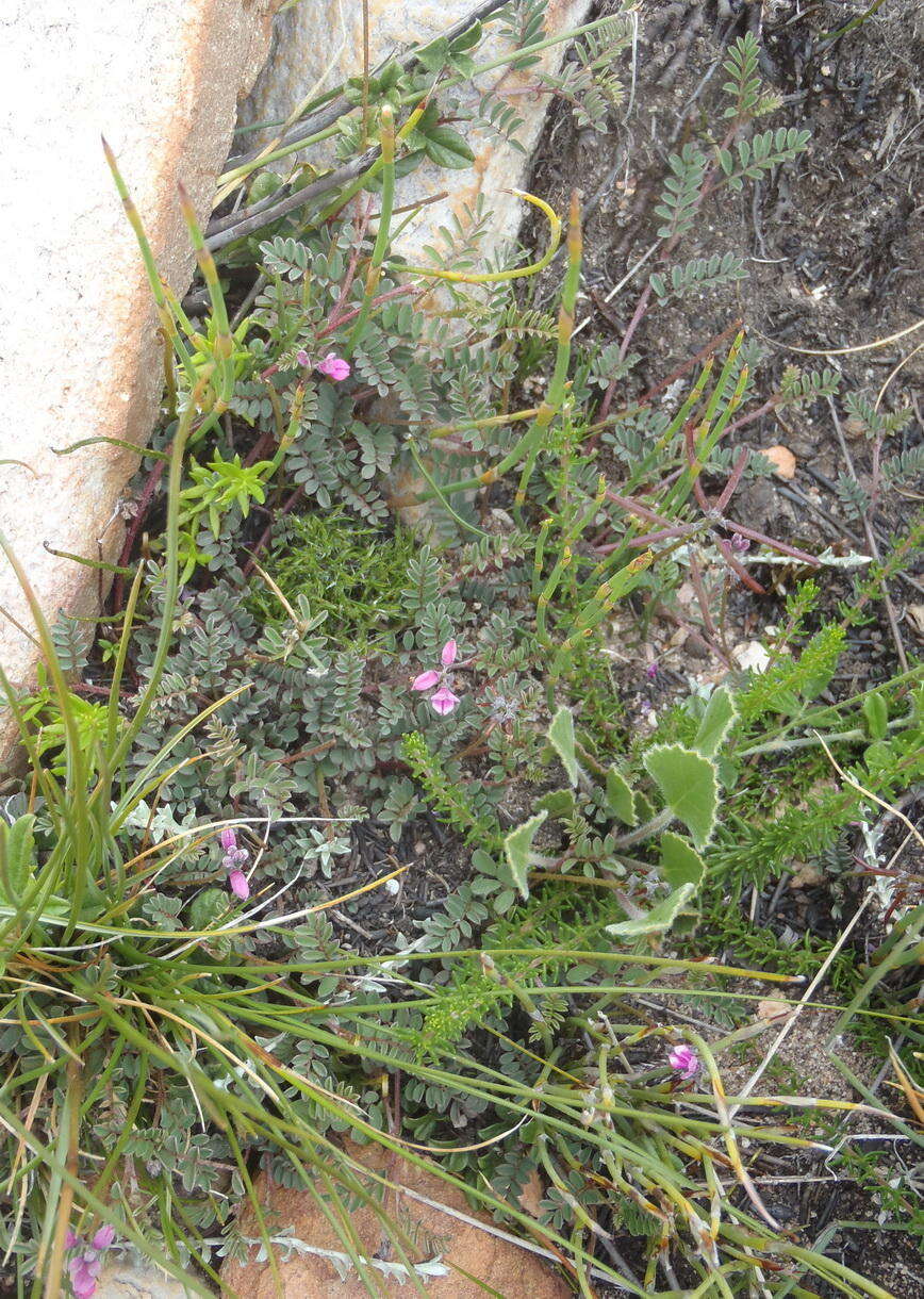 Слика од Indigofera declinata E. Mey.