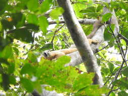 Image of Cream-coloured giant squirrel