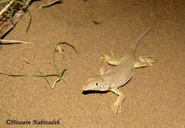 Image of Reticulate Racerunner