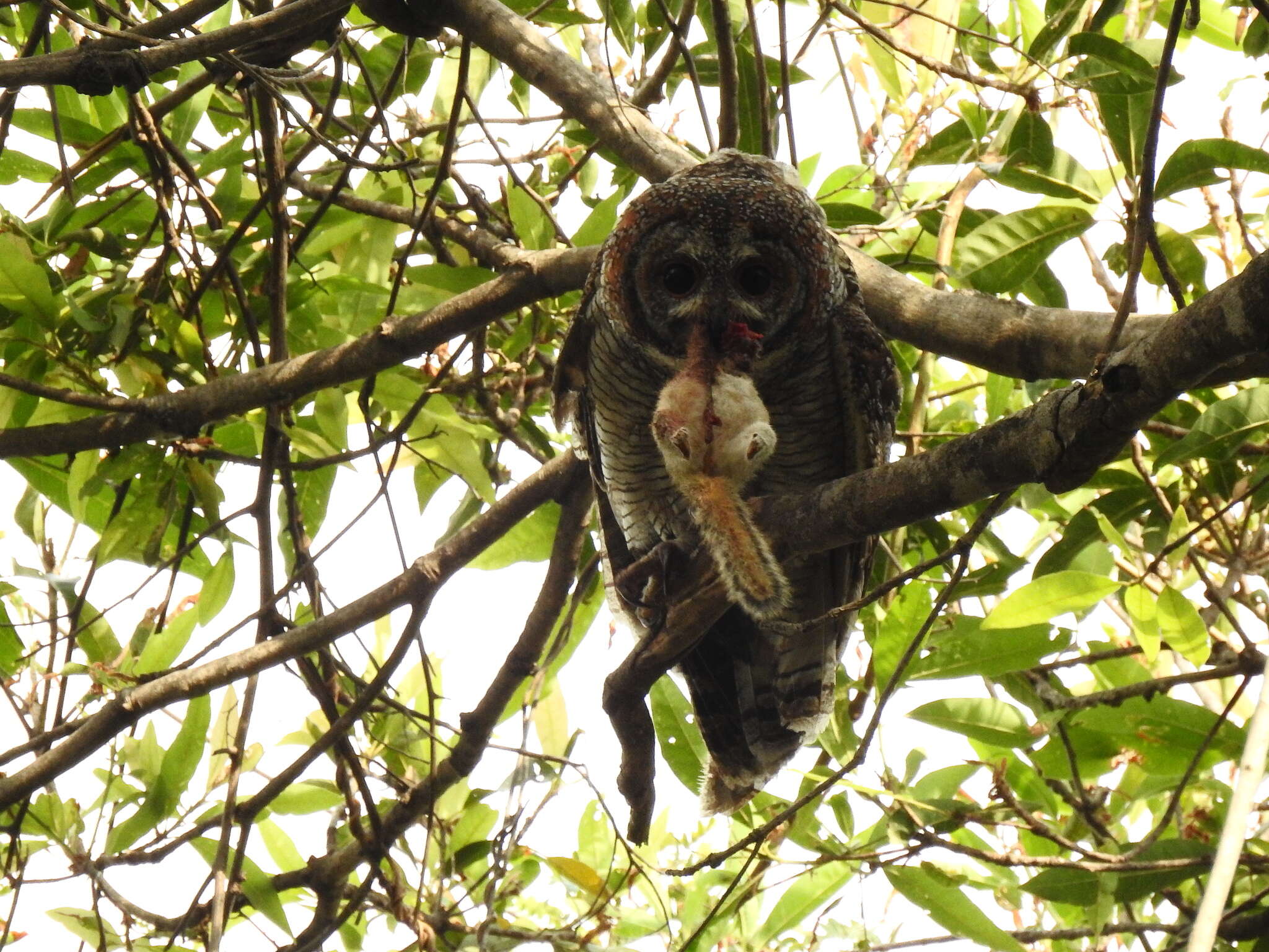 Image of Mottled Wood Owl