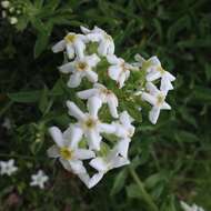 Lithospermum distichum Ortega的圖片