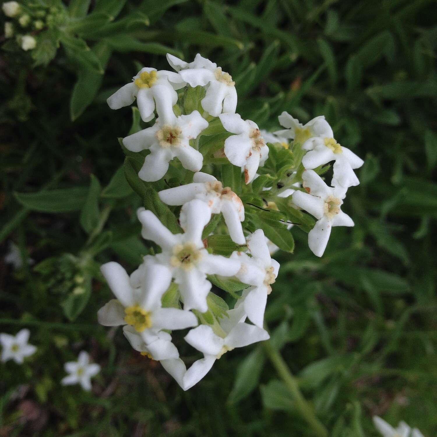 Image of Lithospermum distichum Ortega