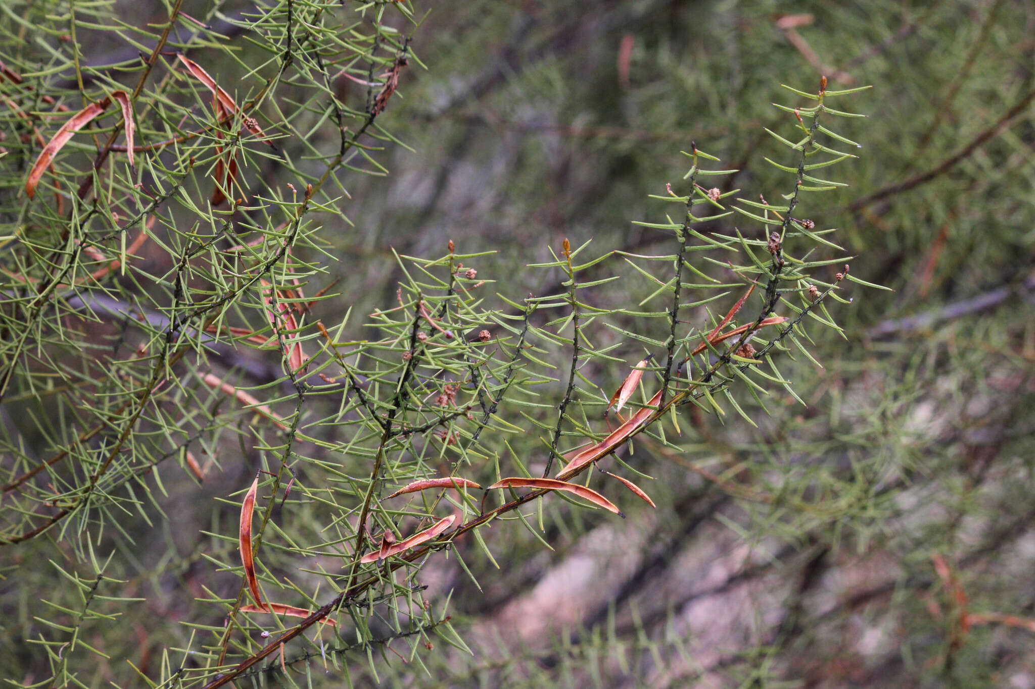 Imagem de Acacia rupicola F. Muell. ex Benth.