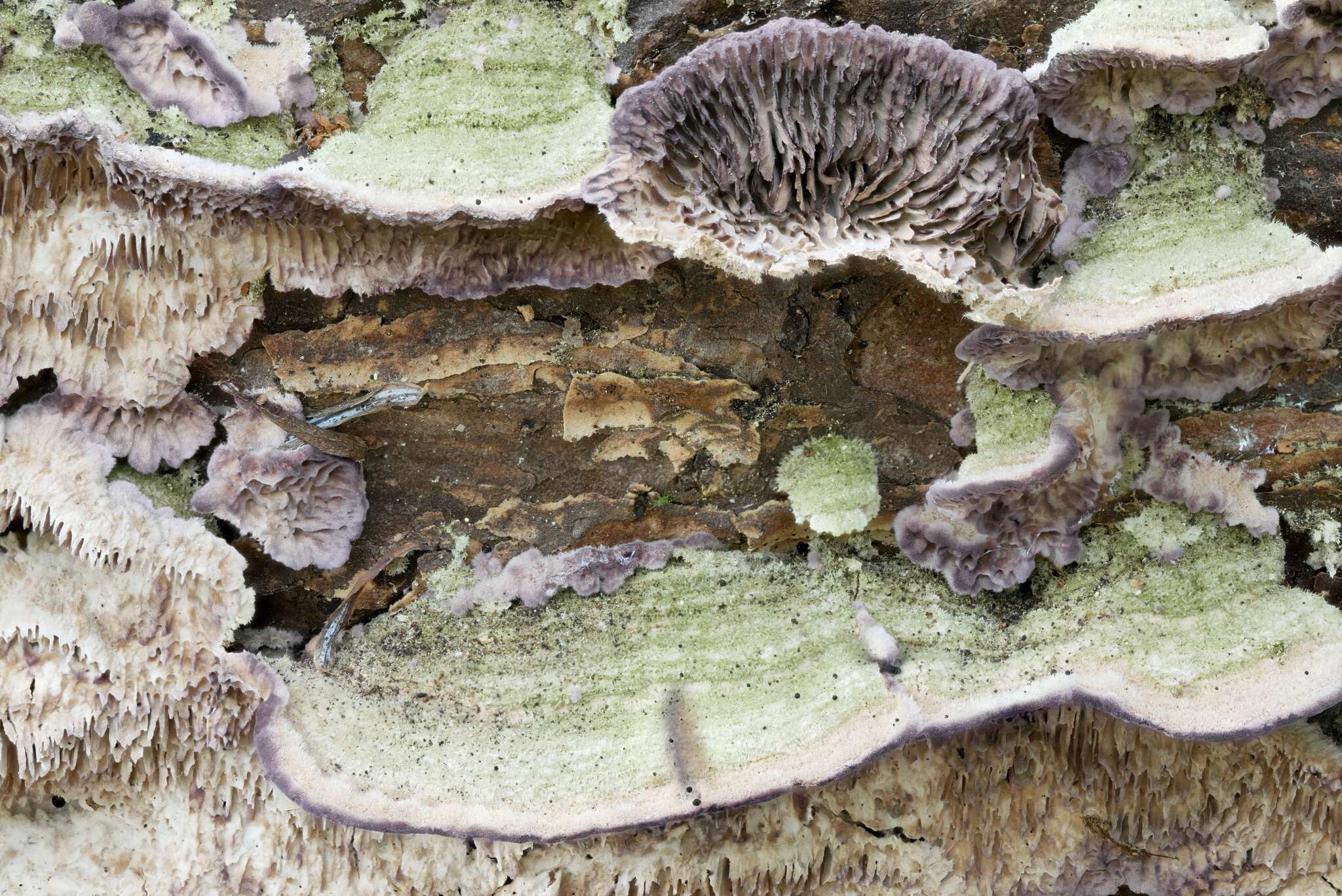 Image de Polypore du mélèze