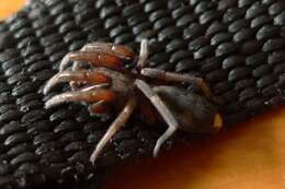 Image of White-tailed spider