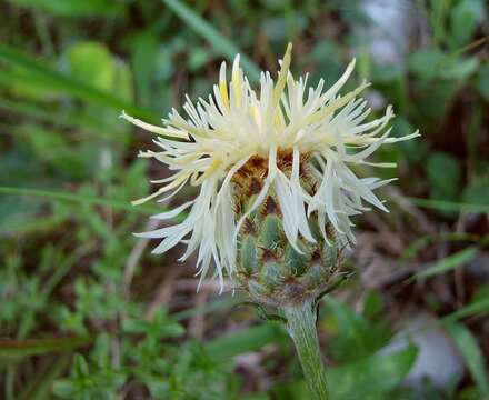 Image of Centaurea dichroantha A. Kerner