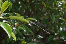 Image of Blue Damselfly