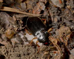 Image of Anisodactylus (Spongopus) verticalis (Le Conte 1847)