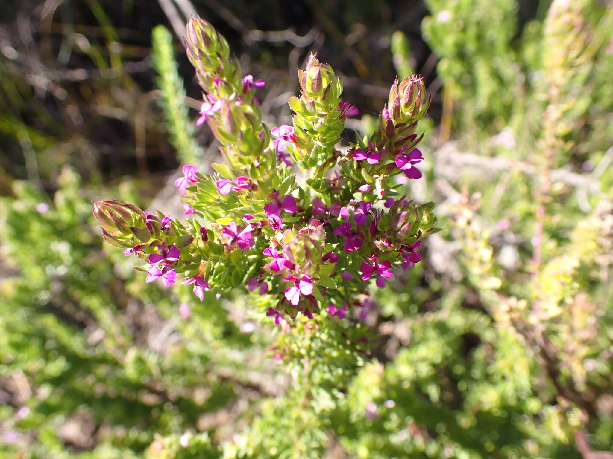 Image of Muraltia satureioides Burch. ex DC.