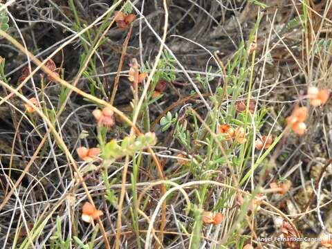 Слика од Coronilla minima subsp. lotoides (Koch) Nyman