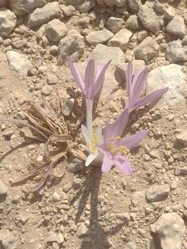 Image of Colchicum tunicatum Feinbrun