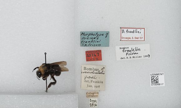 Image of Franklin's bumble bee