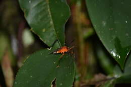 صورة Holhymenia rubescens (Amyot & Serville 1843)