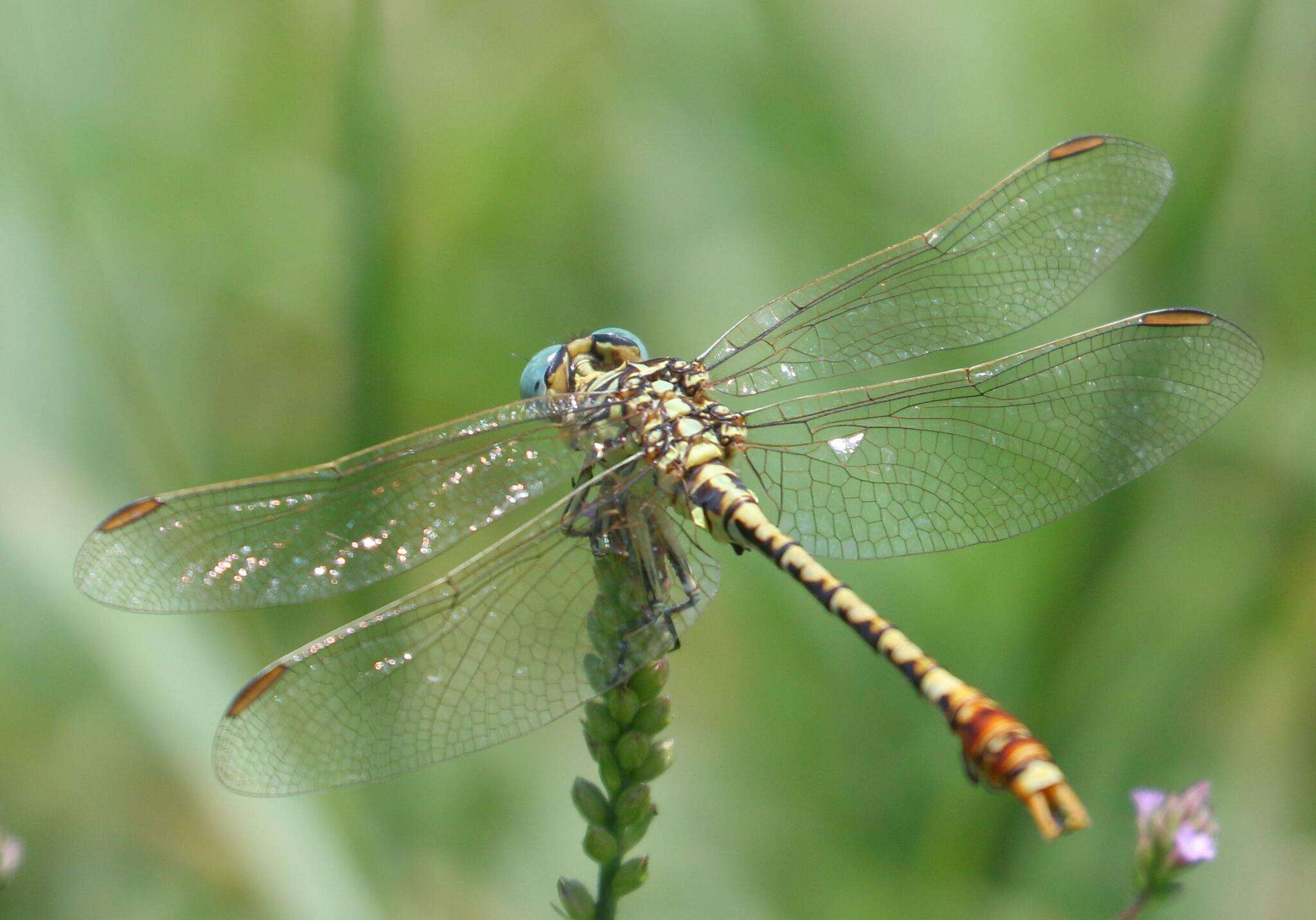 Sivun Onychogomphus supinus Hagen ex Selys 1854 kuva