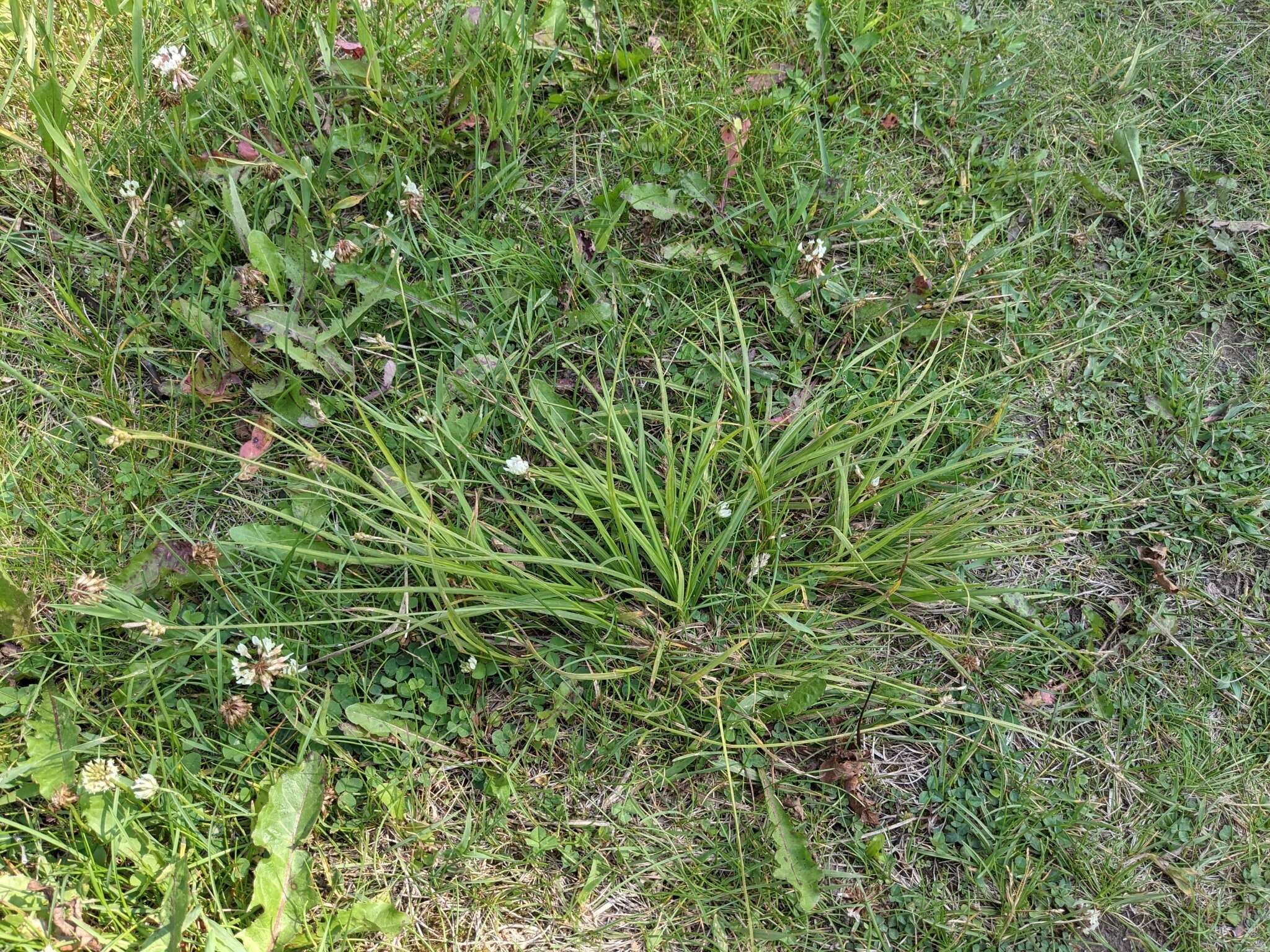 Image of Torrey's Sedge