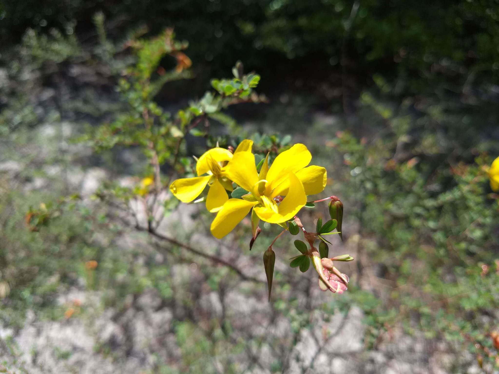 Image of Chamaecrista ramosa (Vogel) H. S. Irwin & Barneby