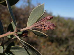 Image of Adams' manzanita