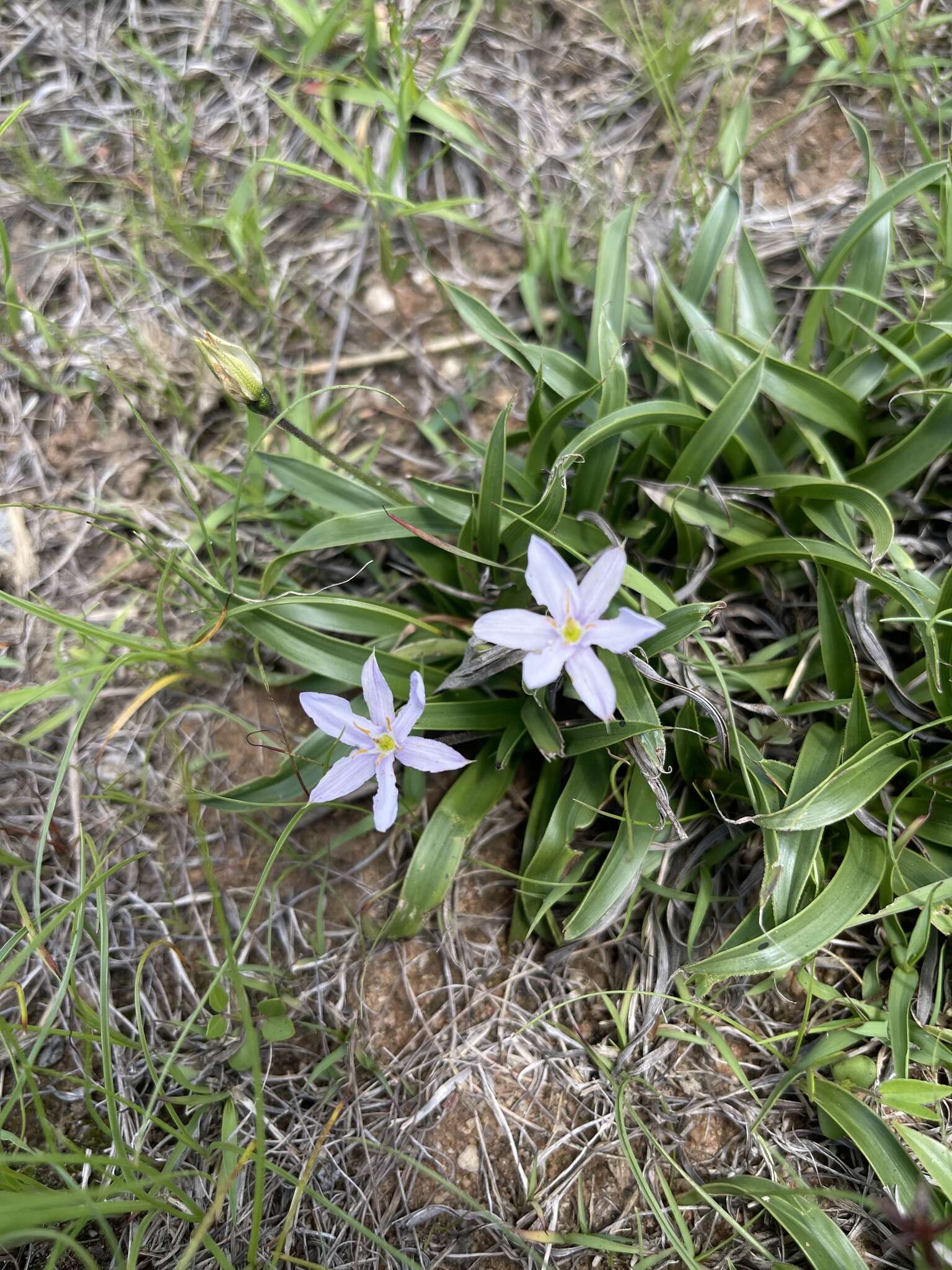 Image de Xerophyta humilis (Baker) T. Durand & Schinz