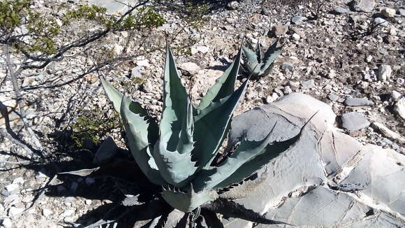 Image of rough century plant