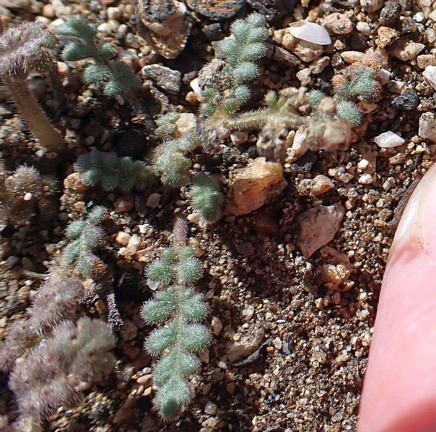 Image of limestone phacelia