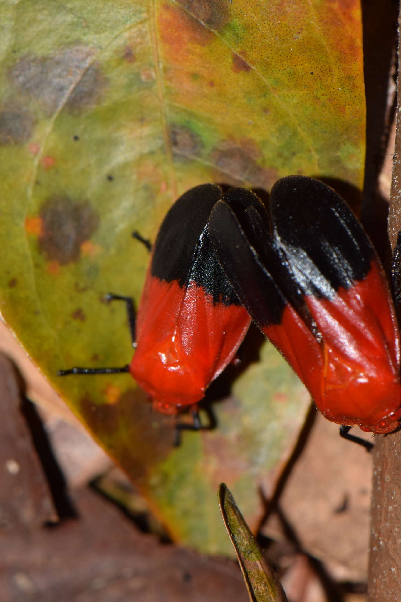 Imagem de Ischnorhina amazonica Paladini & Cryan 2012