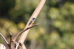 Image of Hodgson's Redstart