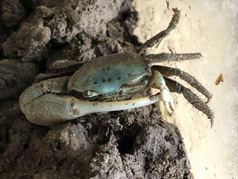 Image of Gulf marsh fiddler