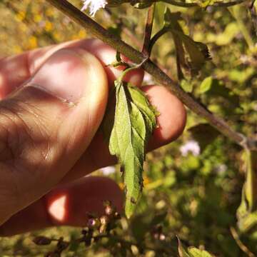 Image of lavender thoroughwort