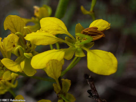 Image of Senna viguierella (Ghesq.) Du Puy