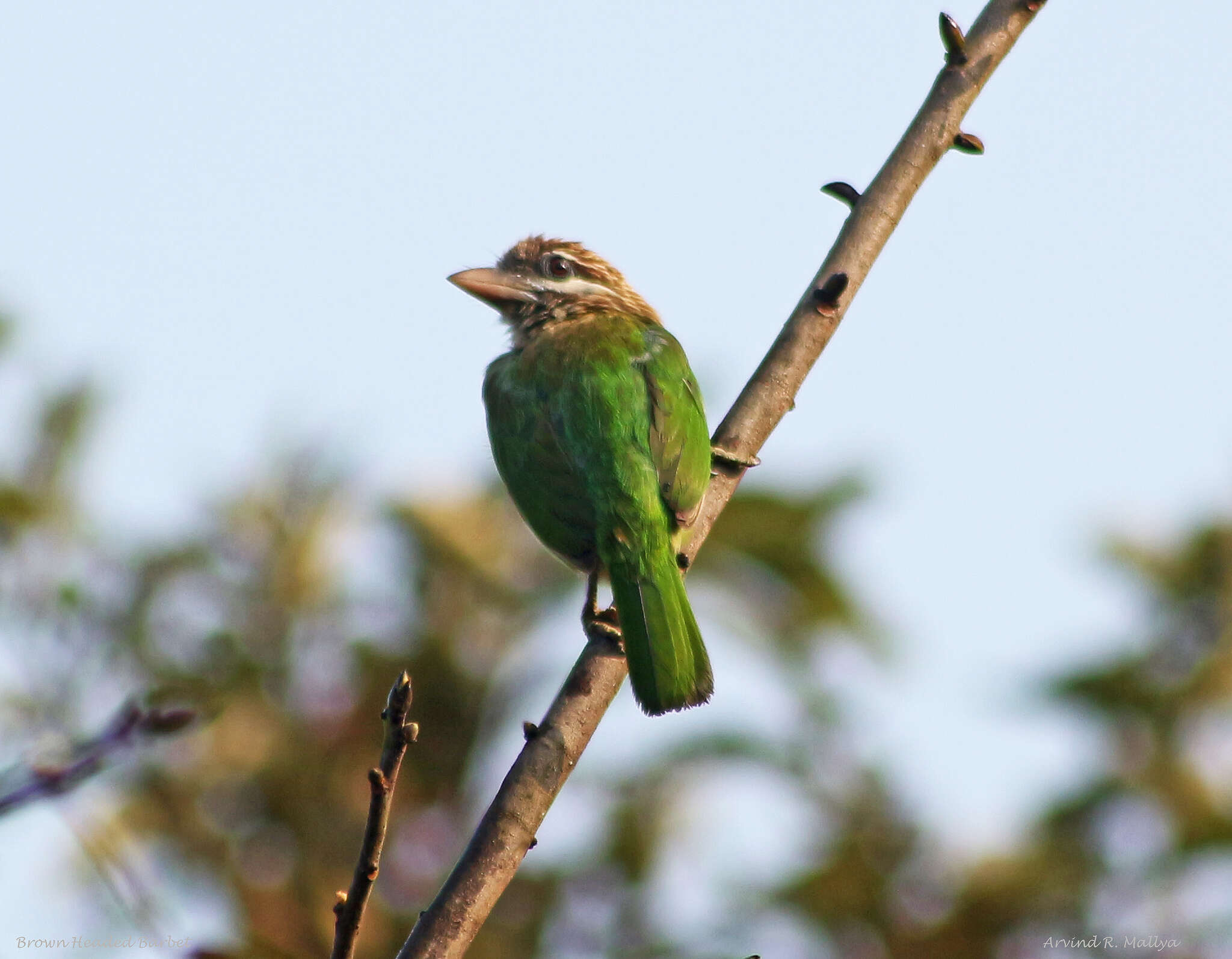 Psilopogon viridis (Boddaert 1783) resmi