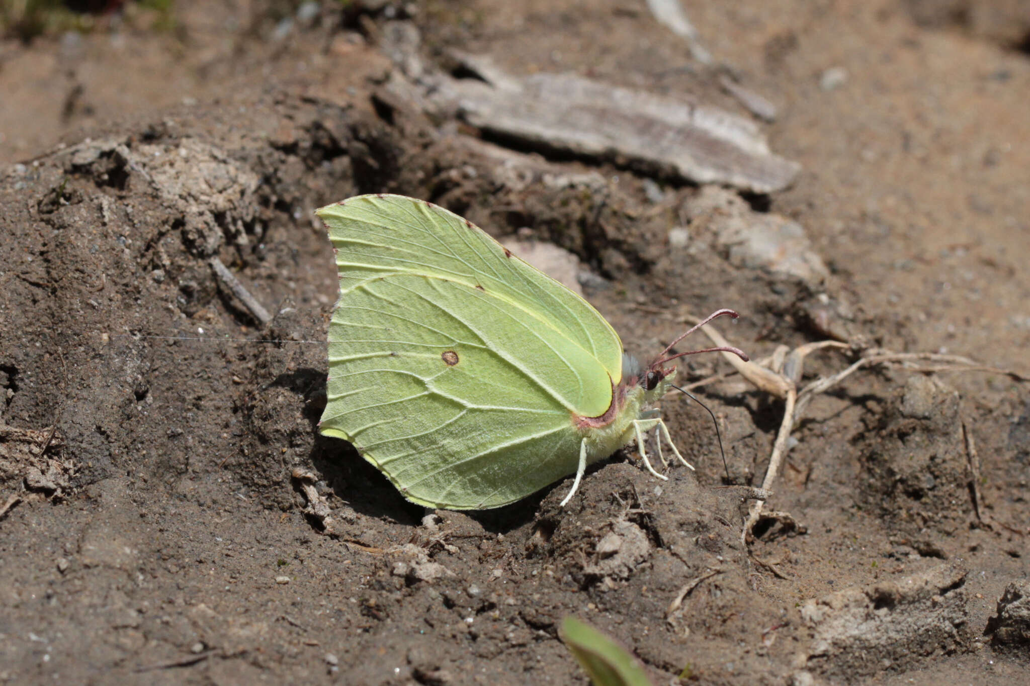 Image of brimstone