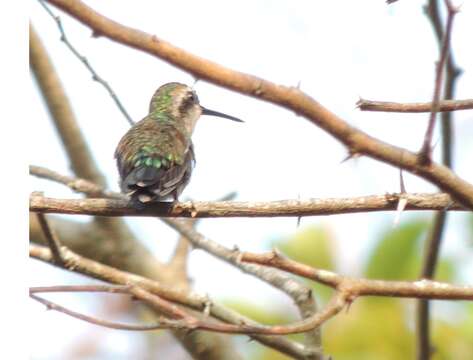 Image of Red-billed Emerald