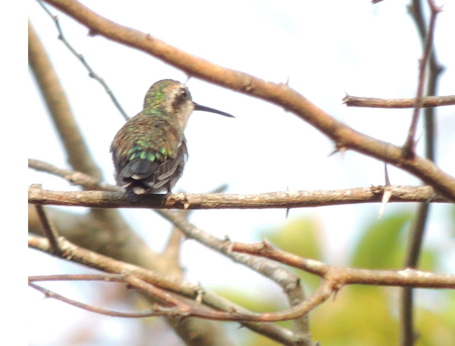 Chlorostilbon gibsoni (Fraser 1840) resmi