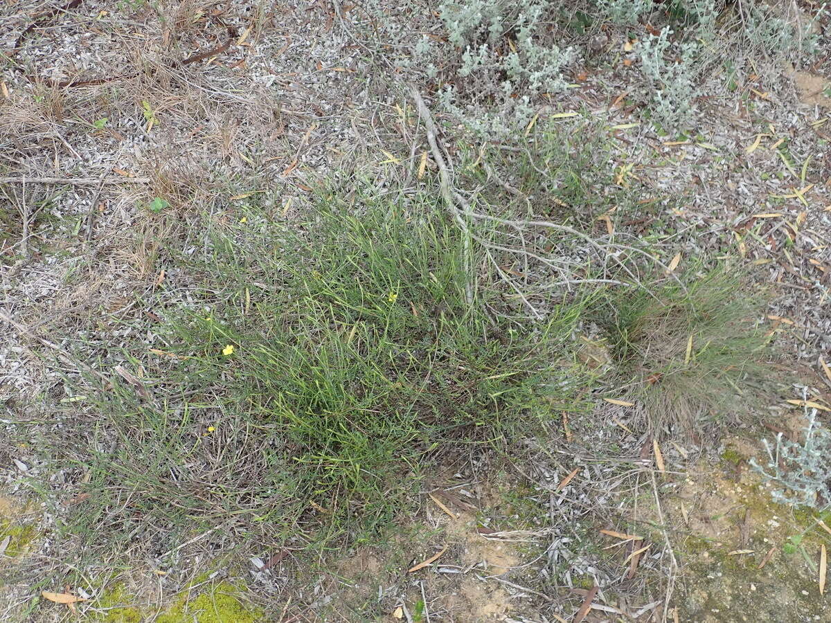 Image of Linum aethiopicum Thunb.