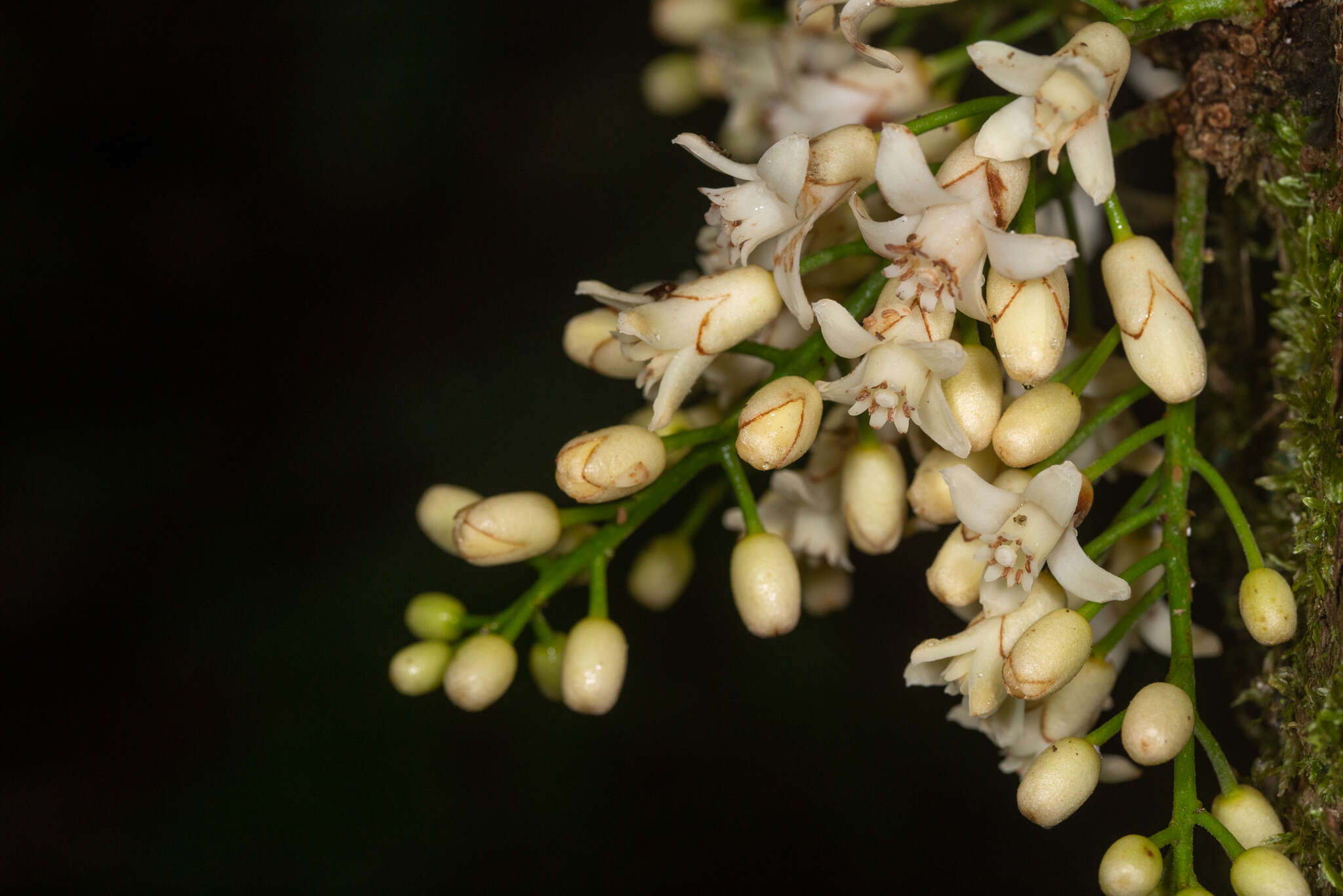 Слика од Dysoxylum parasiticum (Osbeck) Kosterm.