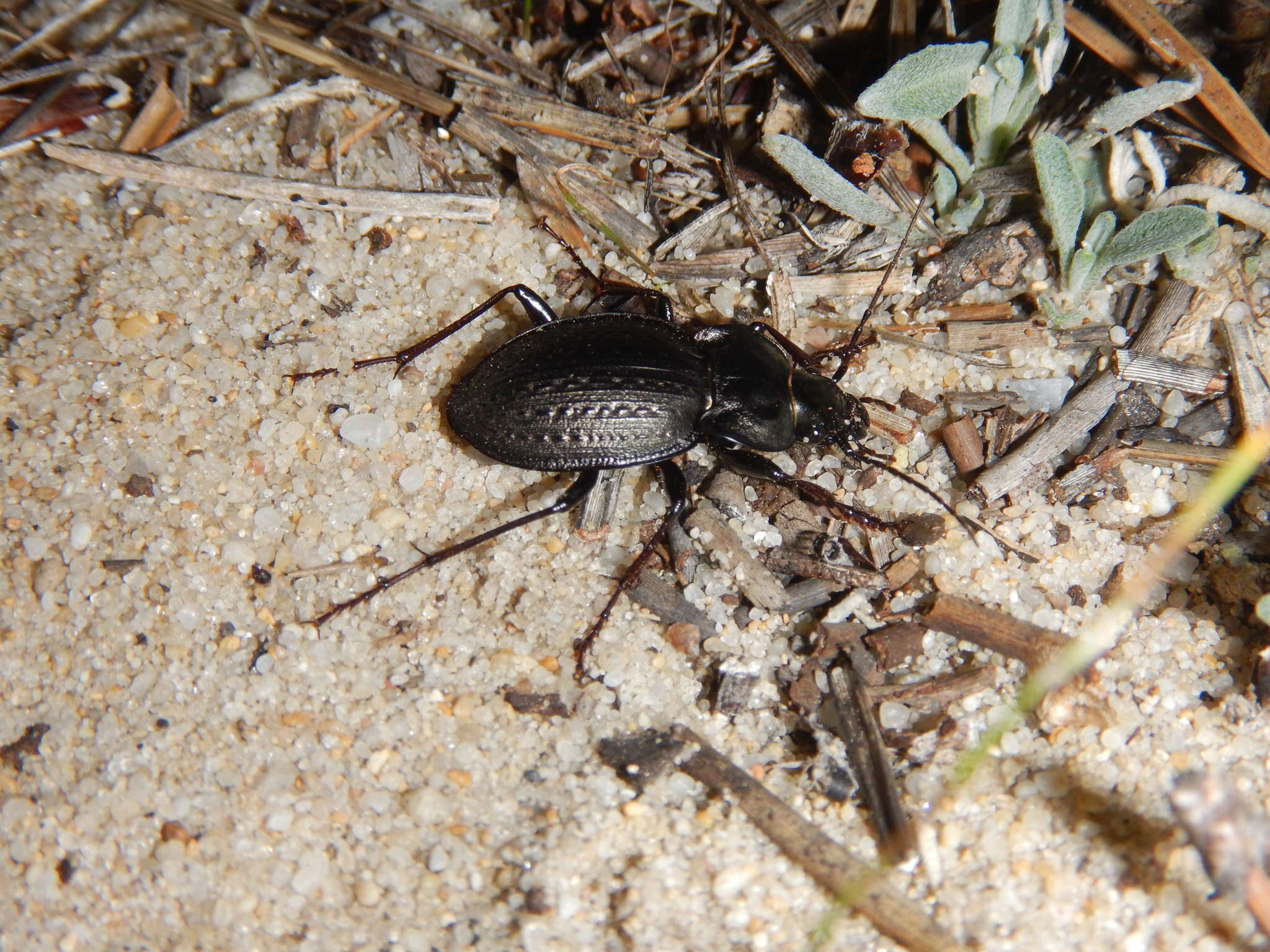 Слика од Carabus (Mesocarabus) lusitanicus Fabricius 1801