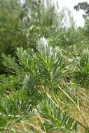 صورة Genista linifolia L.