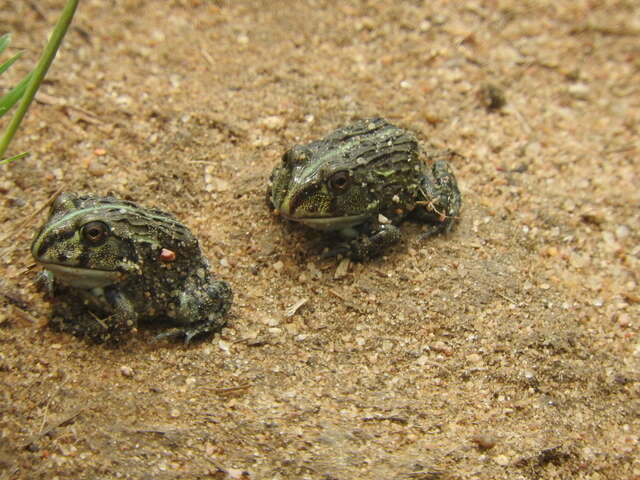 Image of African Bullfrog