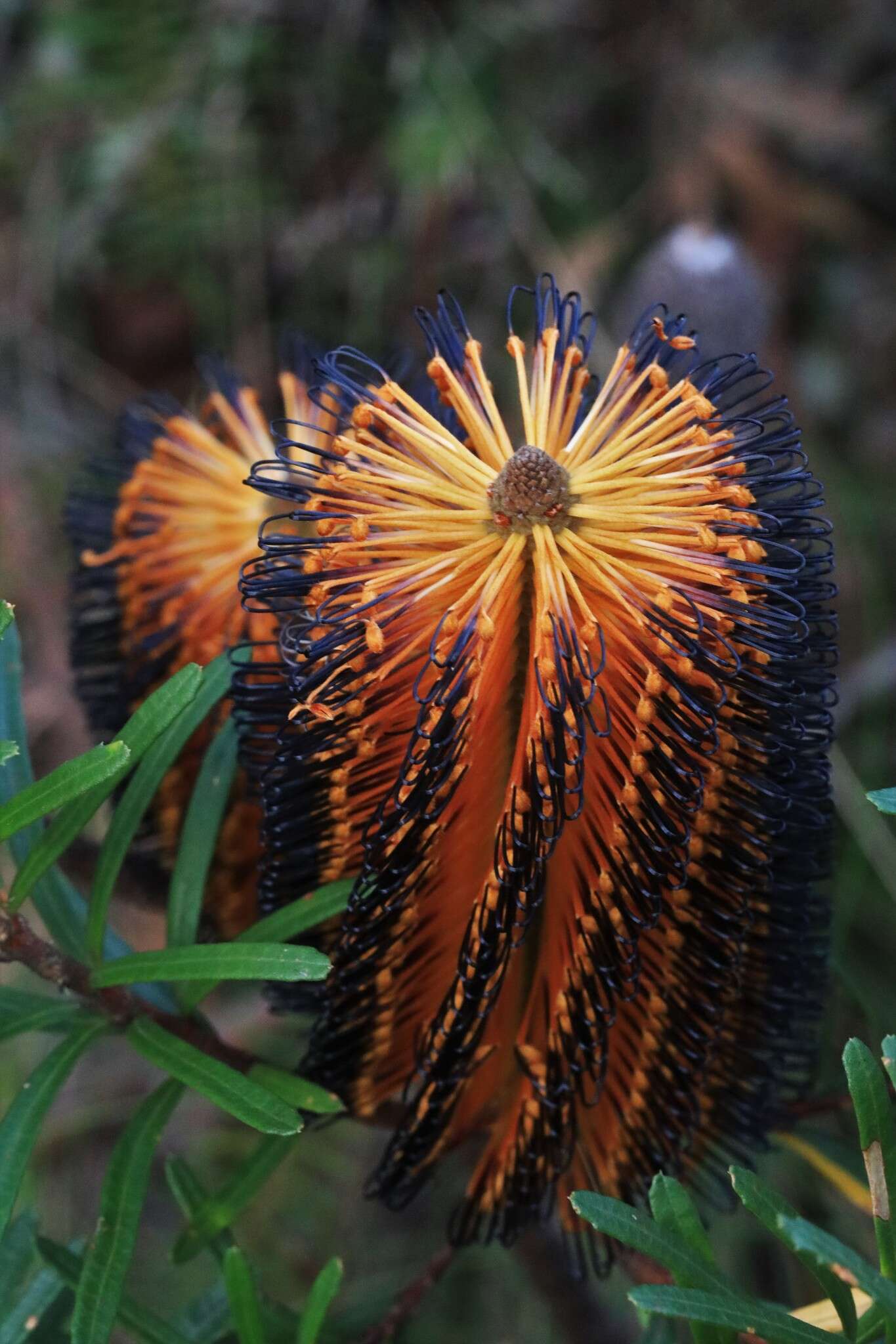 Image of Banksia neoanglica (A. S. George) Stimpson & J. J. Bruhl