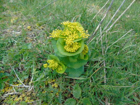 Image de Smyrnium perfoliatum subsp. rotundifolium (Mill.) Bonnier & Layens