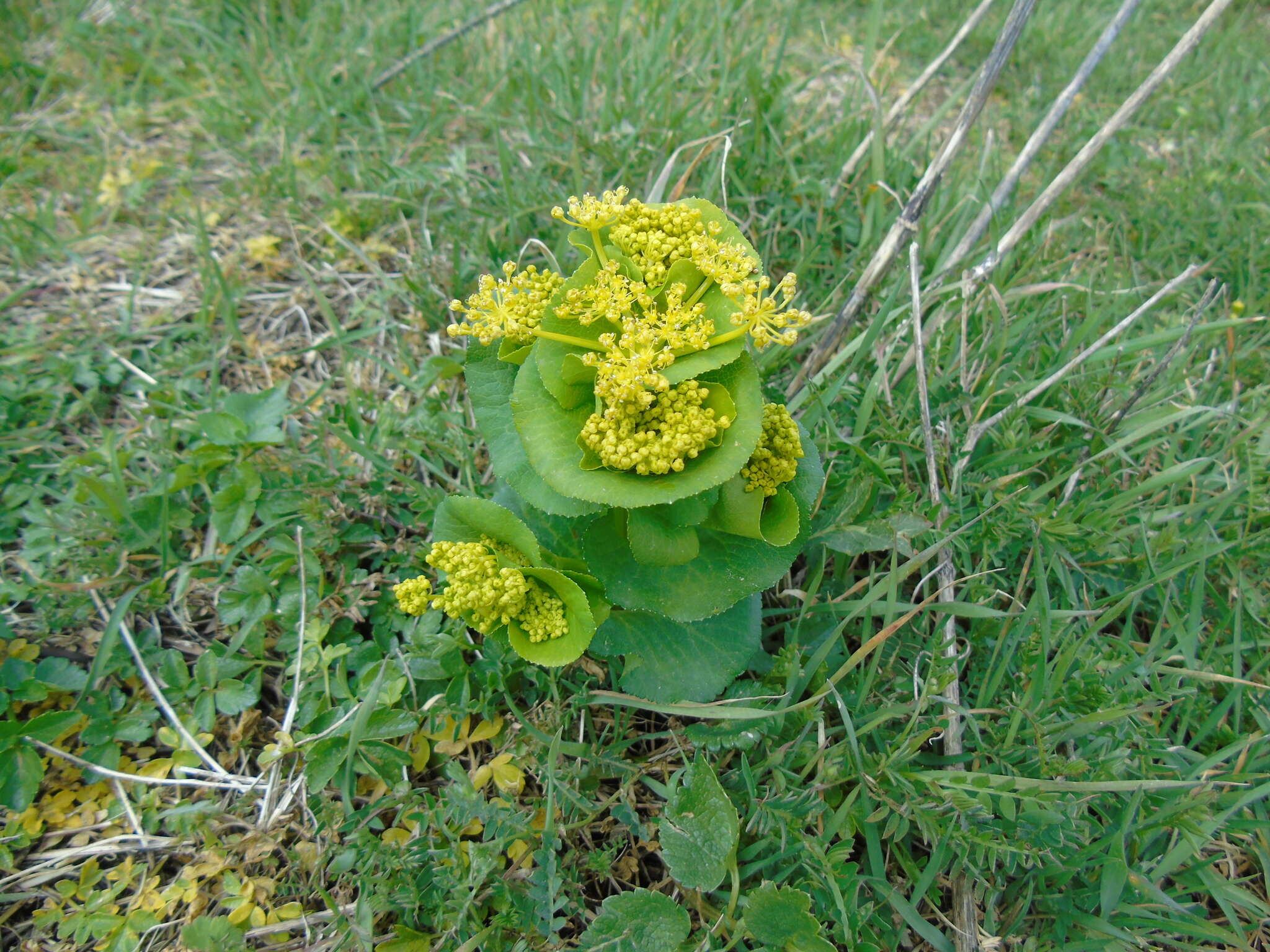 Image of Smyrnium perfoliatum subsp. rotundifolium (Mill.) Bonnier & Layens